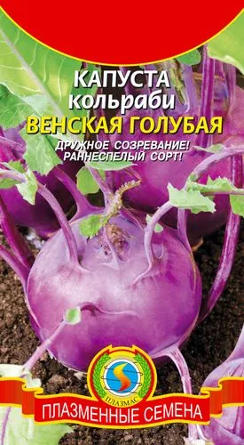 Капуста кольраби – выращивание из семян, уход в открытом грунте. Капуста кольраби выращивание. 7