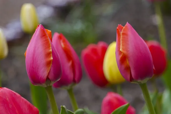Осенняя посадка тюльпанов: главные секреты. Когда сажать тюльпаны осенью в открытый. 2