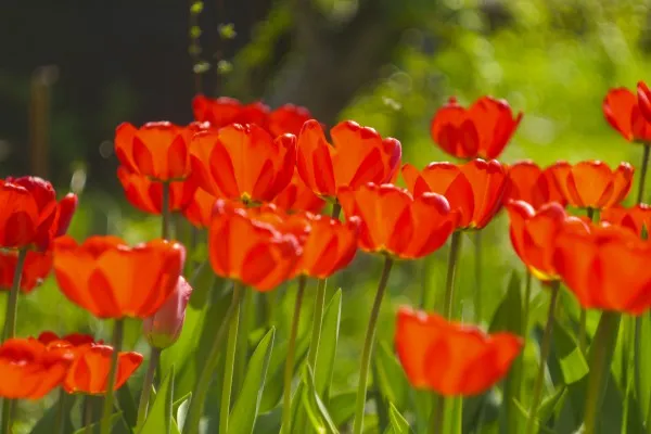Осенняя посадка тюльпанов: главные секреты. Когда сажать тюльпаны осенью в открытый. 3