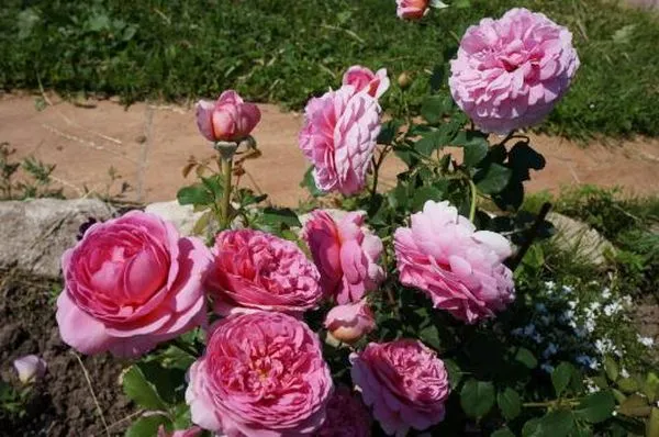 Описание английской кустарниковой розы Принцесса Александра. Роза принцесса киши. 2