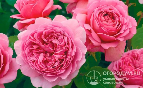 Лепестки розы «Принцесса Александра оф Кент» впечатляют нежностью окраски и богатством полутонов, разнообразием форм и размеров