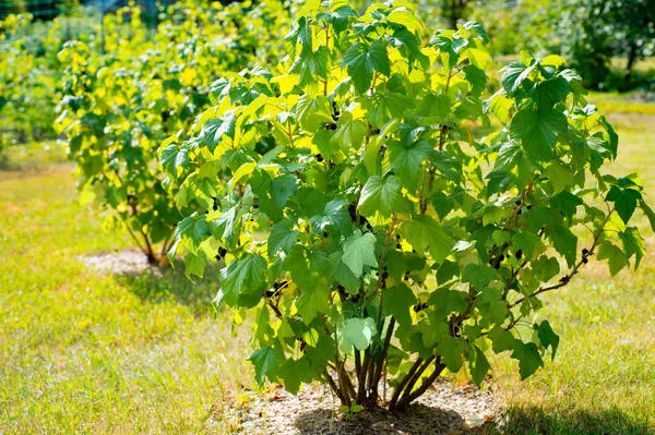 У черной смородины достаточно оставить до 10 разновозрастных ветвей