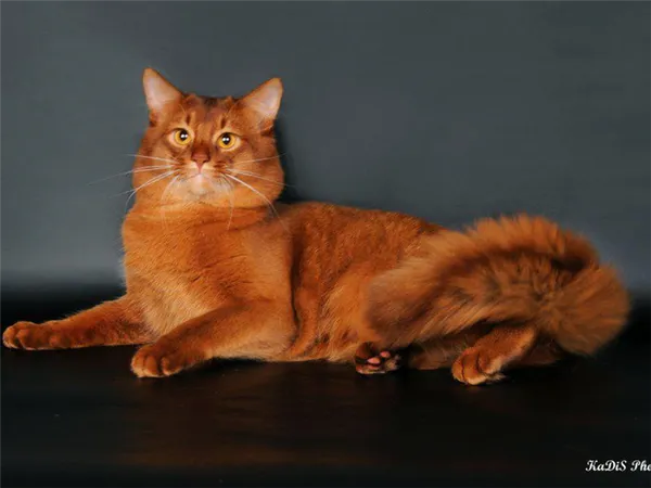 Сомалийская кошка окрас красно-коричневый или соррель
