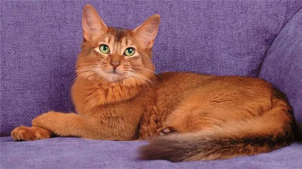 Сомалийская кошка окрас красный или дикий