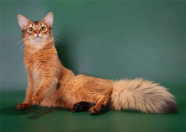 Фото кошки породы Сомалийская кошка