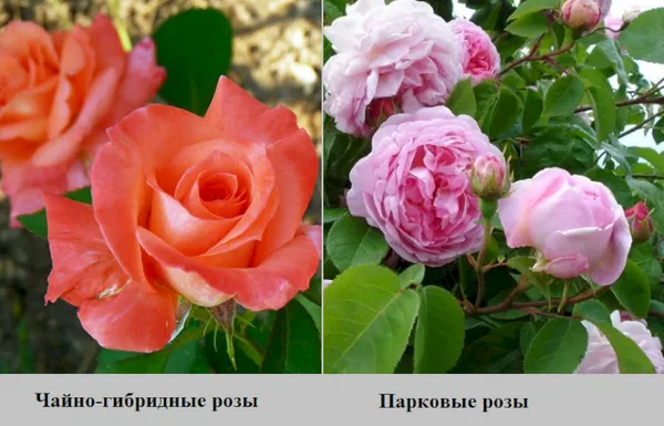 Парковые и чайно-гибридные розы