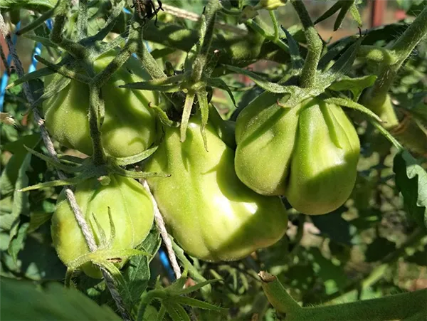 томаты уникальной формы