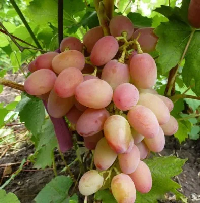 Гелиос — виноград, которому покровительствует Солнце. Чем нравится Гелиос любителям винограда. Виноград гелиос описание сорта. 2