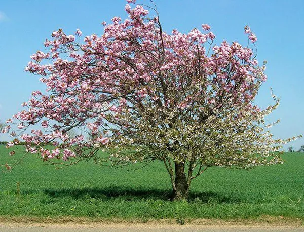 Яблоня Мантет в пору цветения