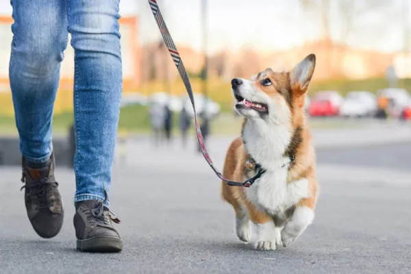 Закон о выгуле собак в 2023 году: правила и штрафы в России. Выгул собак запрещен. 5