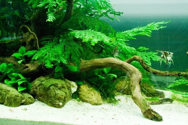 Аквариум травник - природный аквариум с живыми растениями своими руками с полезным фото-видео. Как сделать травник. 5