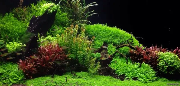 Аквариум травник - природный аквариум с живыми растениями своими руками с полезным фото-видео. Как сделать травник. 4
