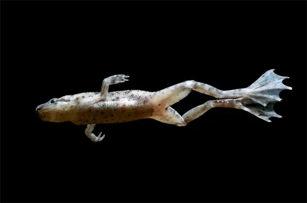 Перепонки на задних лапах помогают лягушкам быстро плавать в воде