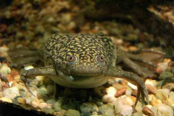 аквариумные шпорцевые лягушки