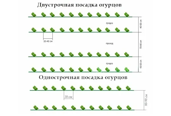 Схема посадки огурцов в теплицу