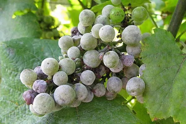 Особенности фунгицида «Квадрис» для винограда. Квадрис инструкция по применению. 6
