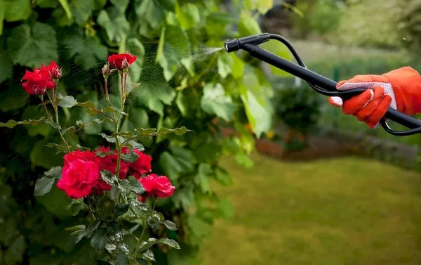 Обработка роз в саду