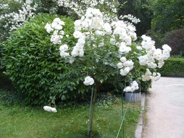 Роза Свани (Swany) — описание и характеристики сорта. Роза свани почвопокровная. 4
