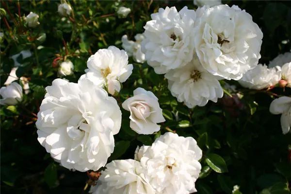 Роза Свани (Swany) — описание и характеристики сорта. Роза свани почвопокровная. 3