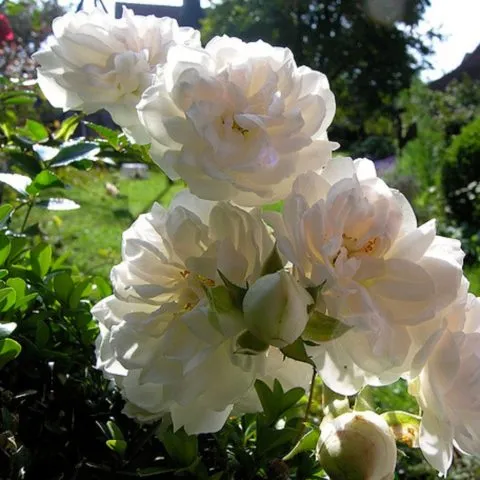 Роза Свани (Swany) — описание и характеристики сорта. Роза свани почвопокровная. 5
