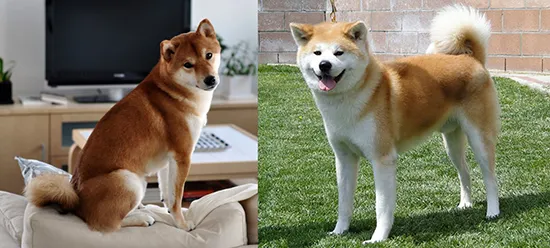 Сходство и отличия Акита-ину и Сиба-ину. Описание собак и мнение заводчиков. Акита ину и сиба ину. 9