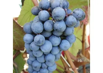 Виноград плодовый «Черный Сергеева»