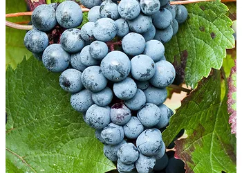 Виноград плодовый 