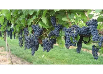 Виноград плодовый «Тамбовский беседочный»