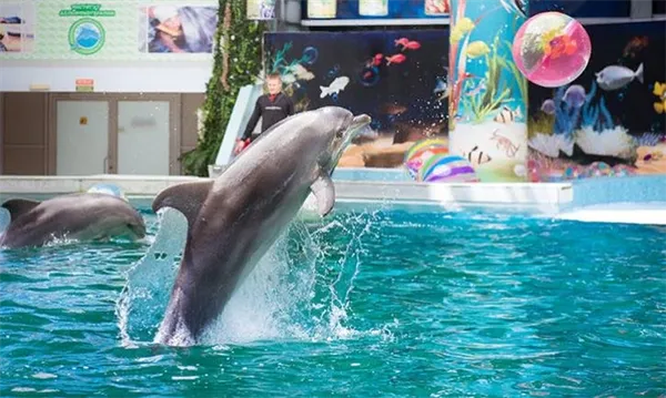 Дельфинарий в Крыму 🐬 и дельфинотерапия. Дельфинарий в крыму. 7