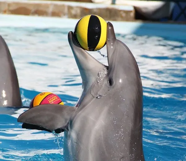 Дельфинарий в Крыму 🐬 и дельфинотерапия. Дельфинарий в крыму. 4