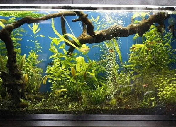 идея красивого декорирования аквариума