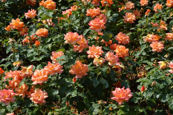 Розы нужно сажать на самом солнечном месте в саду. Фото автора
