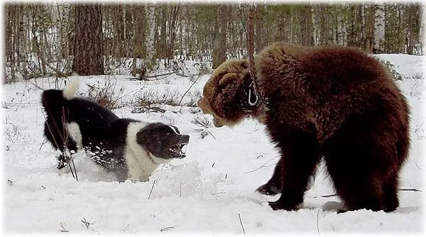 Карельская медвежья собака на тренировке