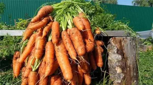 Сладкий среднеспелый сорт моркови Нантская 4