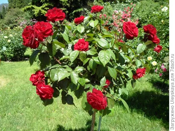 Роза садовая сорт Pussta на штамбе, фото автора