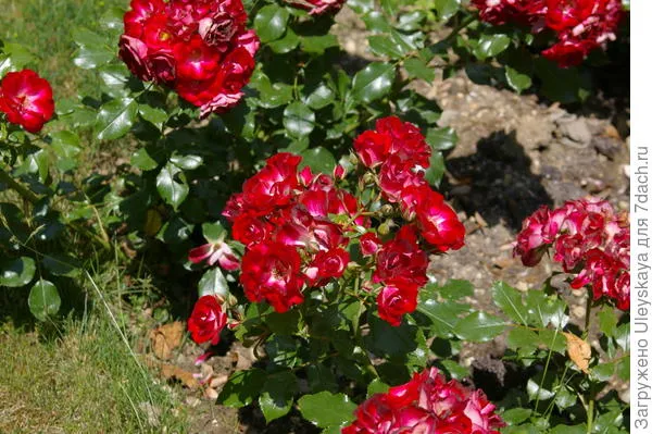 Роза садовая сорт Nikitskaya 2012, фото автора