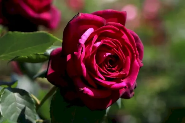 Роза сорта Графиня Диана