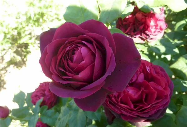 Розы сорта Графиня Диана