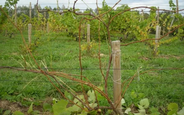 Виноградник после проведения формирующей осенней обрезки, удалены лишние и попорченные побеги