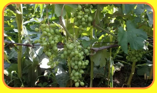 Разновидность сорта винограда Кеша — Кеша 1
