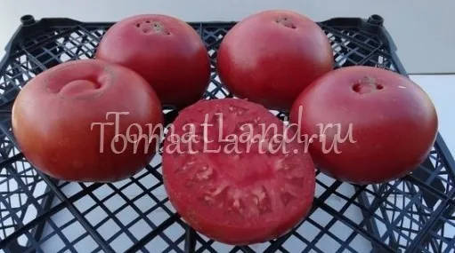 помидоры Бийский розан фото спелых плодов