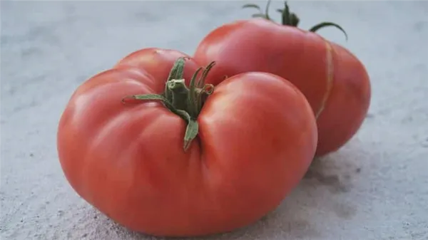 Какую урожайность можно ожидать от томата 