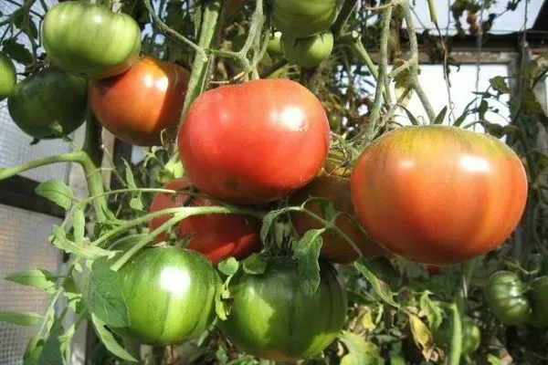Какую урожайность можно ожидать от томата «Медовый» в открытом грунте. Томат медовый отзывы. 2