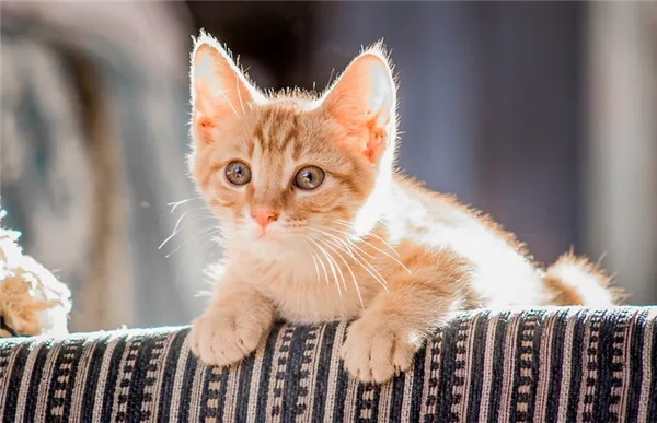 Как назвать котенка-девочку: 10 идей для красивых и необычных кличек
