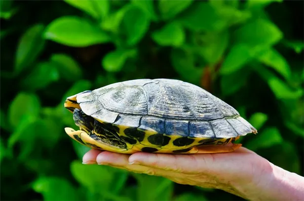 Черепахи умеют компактно складываться в панцирь