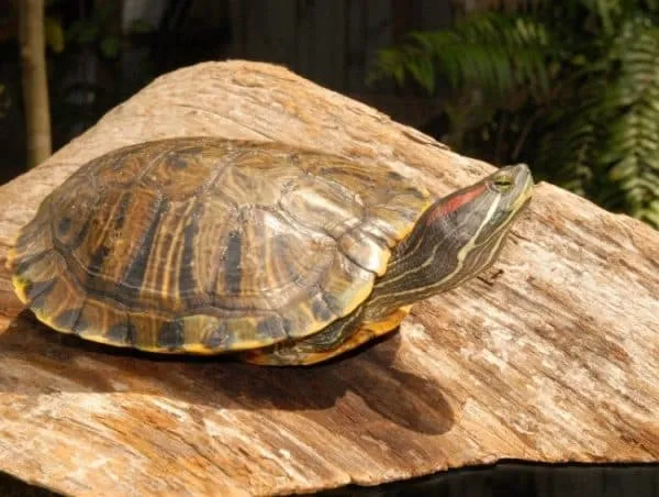 Красноухая (желтобрюхая) черепаха