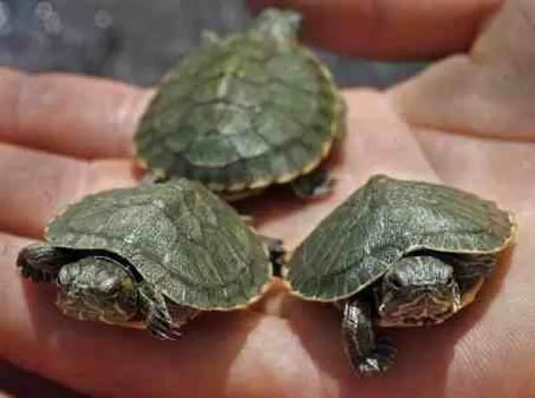 Плоские (плоскотелые) черепахи