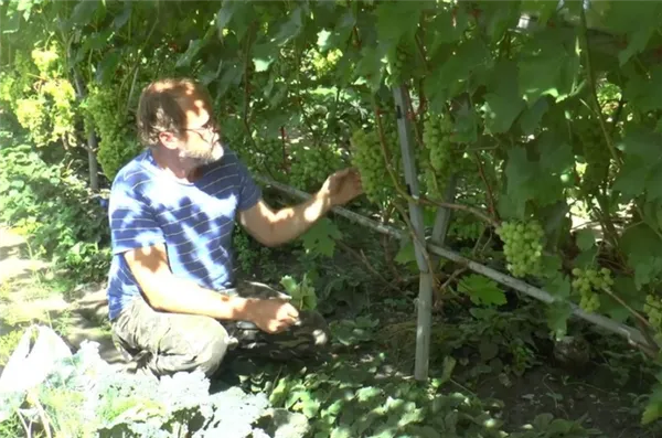 Лиепаяс Дзинтарс виноград в саду