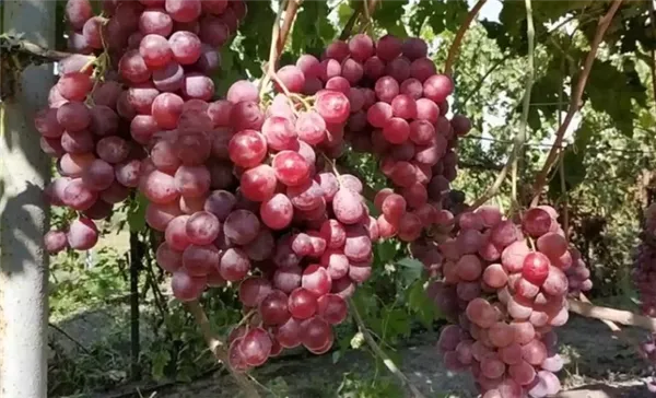 Виноград Ред Глоб плоды