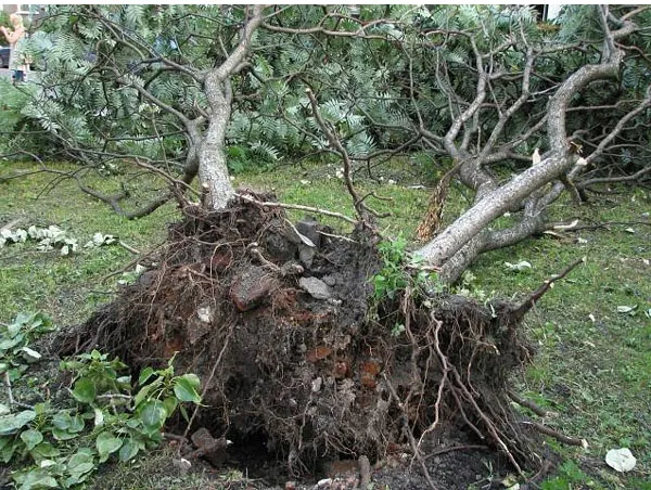 Выращивание сумаха оленерогого. Уксусное дерево фото. 10